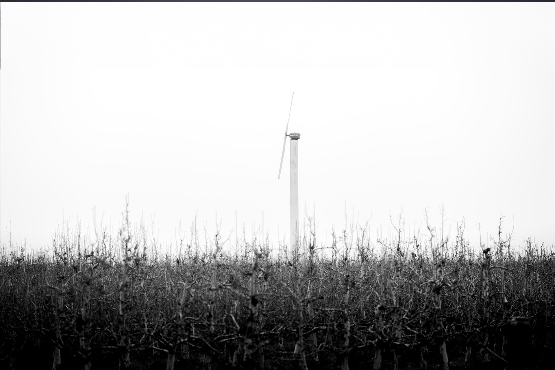 Rogue Valley Pear Orchard