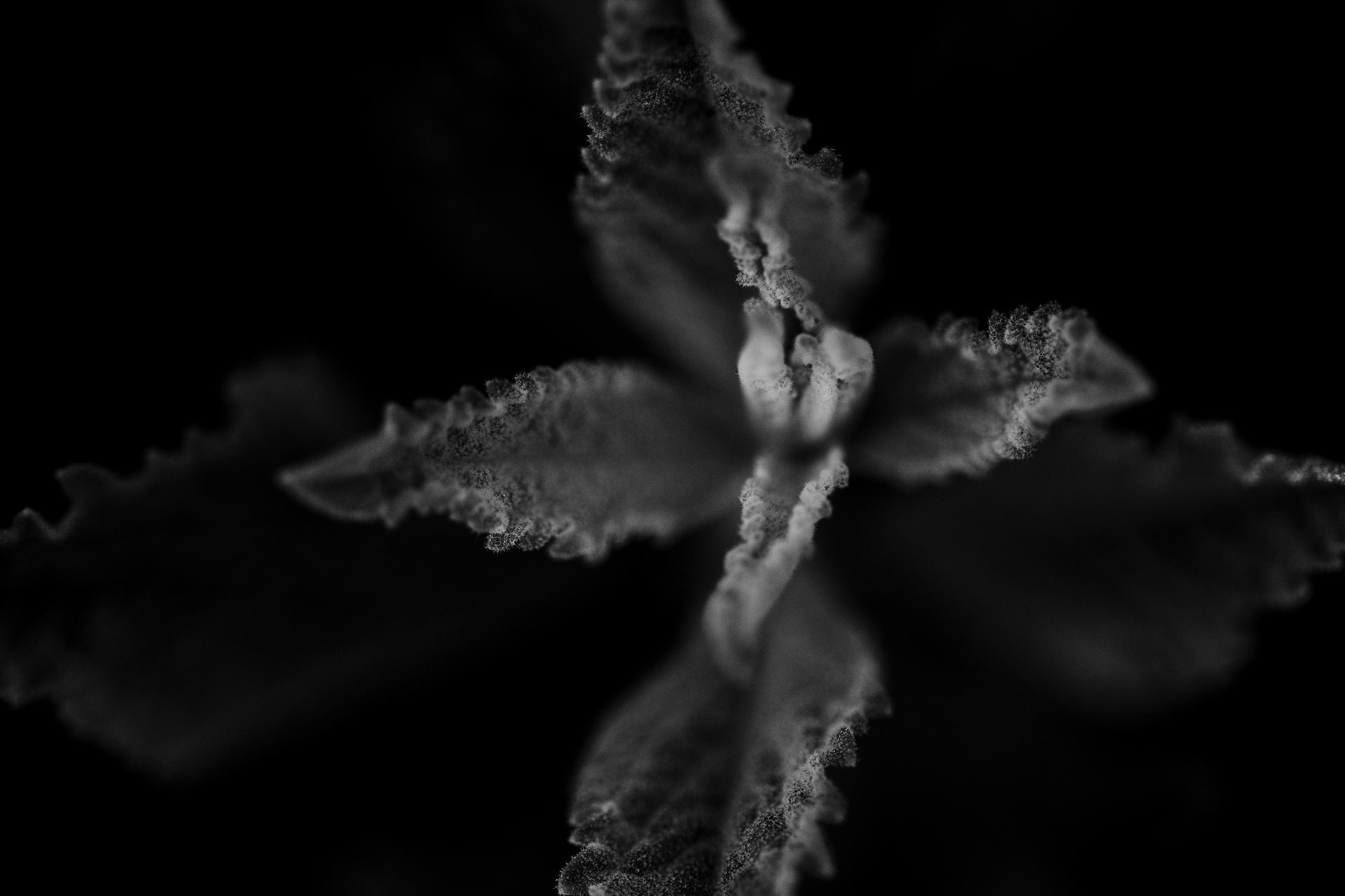 Perovskia Atriplicifolia