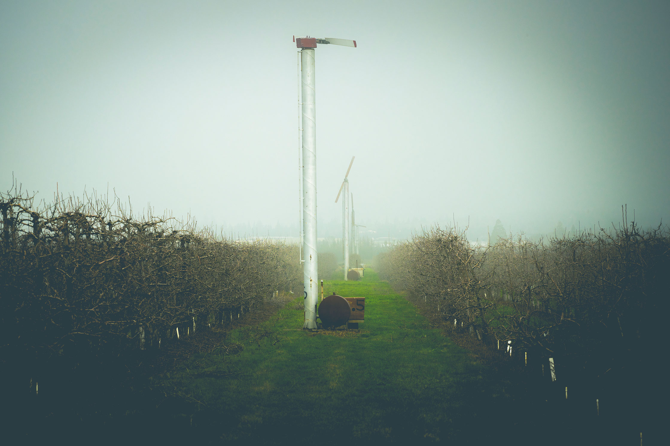Pear Ochard - Medford Oregon