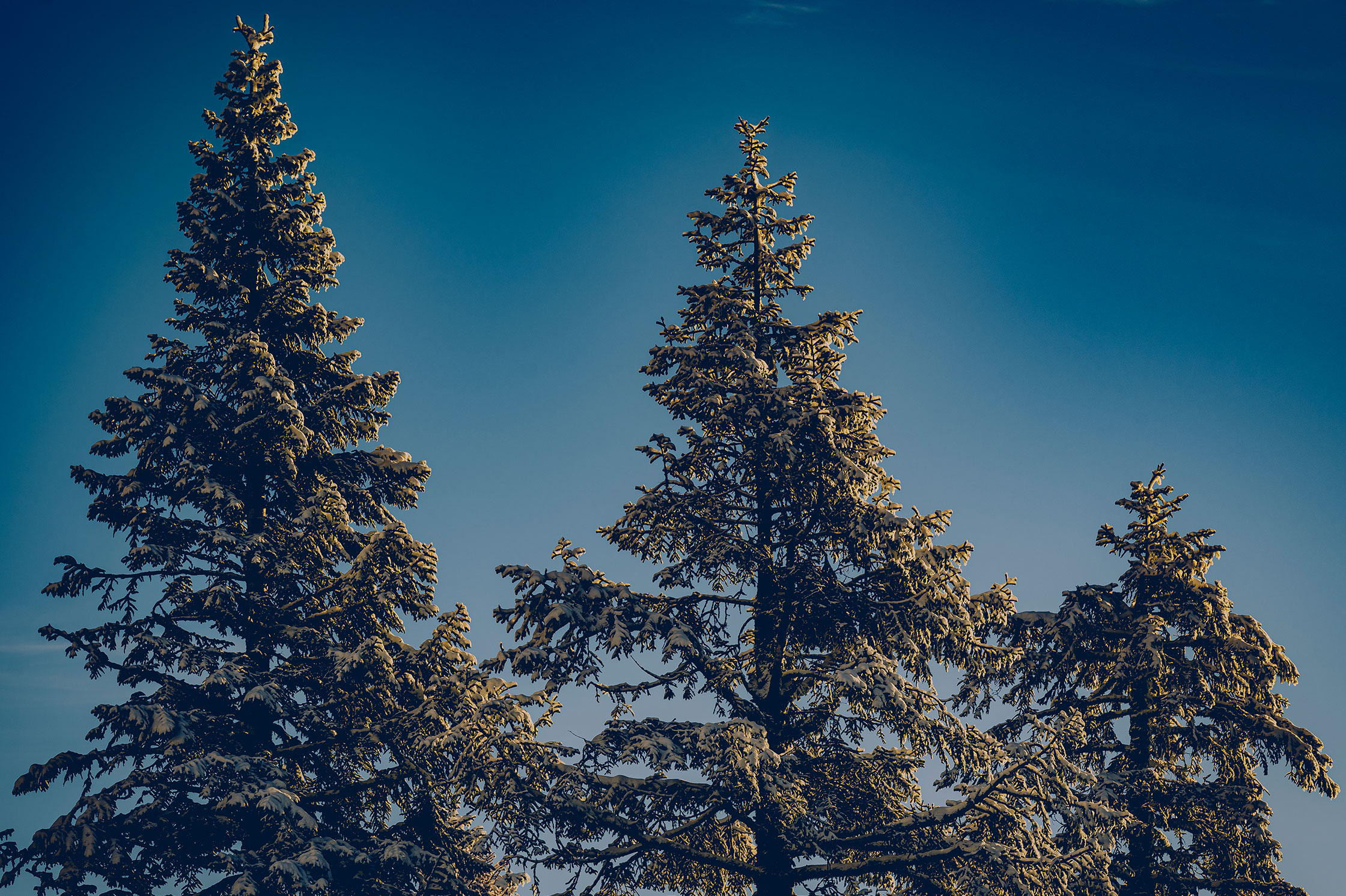 Pacific Northwest Trees - Rogue River-Siskiyou National Forest